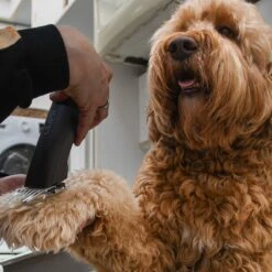 Clipr Ultimate 2-speed Hondentondeuse Op Accu -Dierenwinkel 1200x1200 143