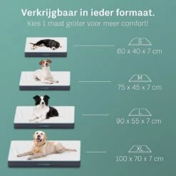 Dierenwinkel 25 Dierenwinkel -Dierenwinkel 1200x1200 239