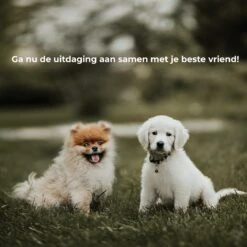 AYOO Agility Voor De Hond - Honden Training - Honden Behendigheid Set - Hondenparcours - Training Huisdieren - Honden Agility Set - Slalom - Horde - Draagzak - Agility Set - Oranje - Wit - GRATIS Speeltouw 17 AYOO Agility Voor De Hond - Honden Training - Honden Behendigheid Set - Hondenparcours - Training Huisdieren - Honden Agility Set - Slalom - Horde - Draagzak - Agility Set - Oranje - Wit - GRATIS Speeltouw -Dierenwinkel 1200x1200 373