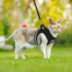Merkloos Kattentuigje Met Looplijn | Zwart Kattenharnas | Easy Step In | Kattenriem | Kattenlijn | Kattentuig | Maat S -Dierenwinkel 1200x1200 451