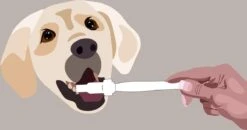 Aedogz Tandsteen Verwijder Spons Hond & Kat - Verwijdert Tandsteen, Aanslag En Vlekken - Verfrist De Adem Voorkomt Tandvleesproblemen. -Dierenwinkel 1200x632