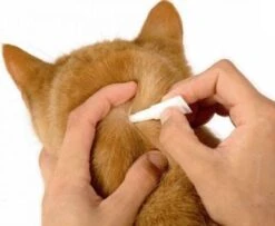 Frontline Spot-On Anti Vlooienmiddel Kat - 6 Pipetten -Dierenwinkel 1200x987 1