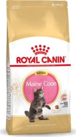 Royal Canin Maine Coon Kitten - Kattenvoer - 4 Kg -Dierenwinkel 668x1200