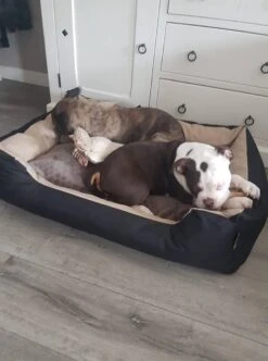 Hondenmand Cordura XXXL – Donkergrijs - 125 X 90 X 24 Cm -Dierenwinkel 892x1200