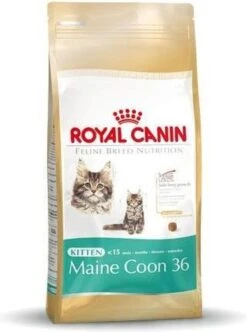 Royal Canin Maine Coon Kitten - Kattenvoer - 4 Kg -Dierenwinkel 893x1200 2
