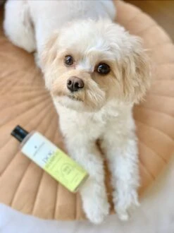 Fresh & Fluffy - Hondenshampoo Kamille / Patchouli - Geschikt Voor Alle Hondenrassen - Natuurlijk & Vegan Voor De Gevoelige Huid - 250ml -Dierenwinkel 899x1200