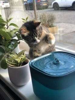 No Logo - 3L - Drinkfontein Voor Huisdieren, Water Fontein - Waterdispenser - Waterautomaat Drinkbakken 3L Voor Huisdieren Katten - Honden - Konijnen - Goud - Groen - Kattenfontein - Fontein - Drink - Bak - Drinkbak - Hond - Konijn - Kat - 2l - 1l - -Dierenwinkel 899x1200 7