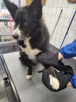 N4dogs – Hondenhanddoek – Honden Handdoek – Microvezel Handdoek – Handdoek Hond – Droogdoek Hond – Dierendeken – Sterk Absorberend – Handdoek Met Zakken - Zwart - 66 X 23 Cm -Dierenwinkel 900x1200 8