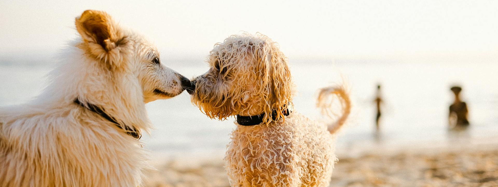 Dierenwinkel 1 Dierenwinkel -Dierenwinkel pexels ayyeee ayyeee 434363205 19092213