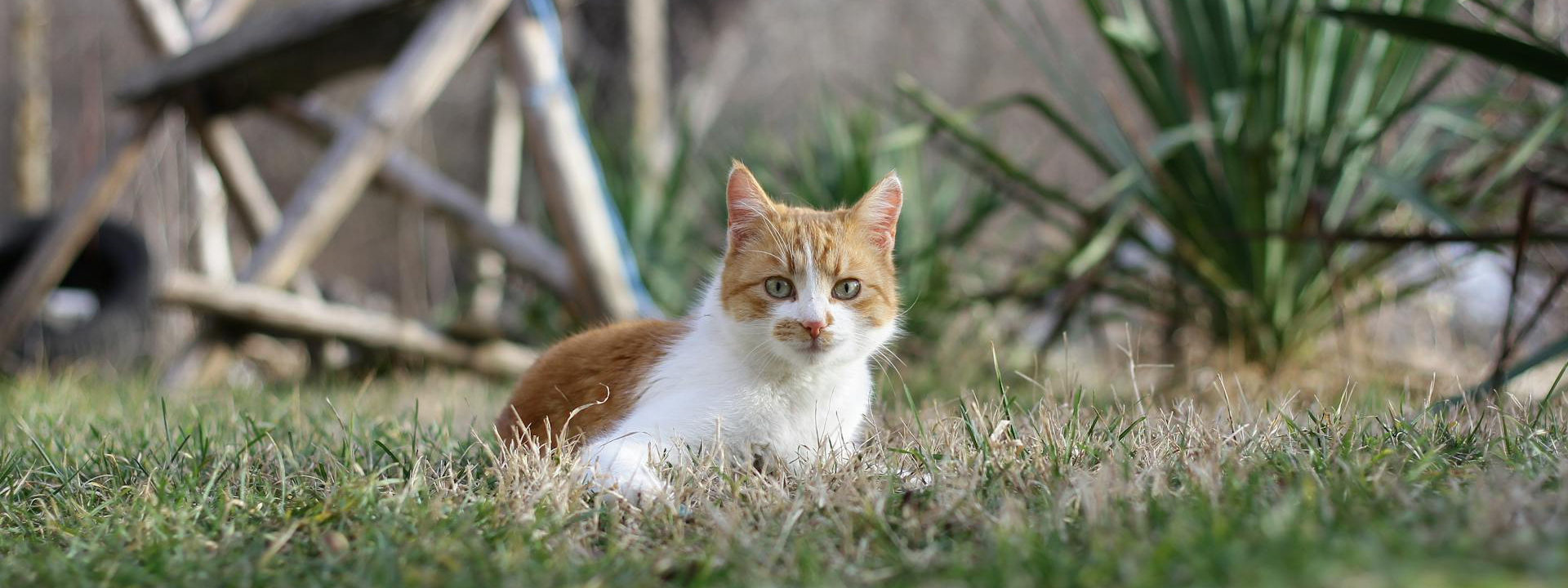 Dierenwinkel 3 Dierenwinkel -Dierenwinkel pexels georgi kanov 442883099 20341423